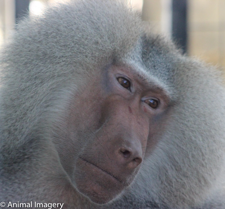 Congo Animal Imagery
